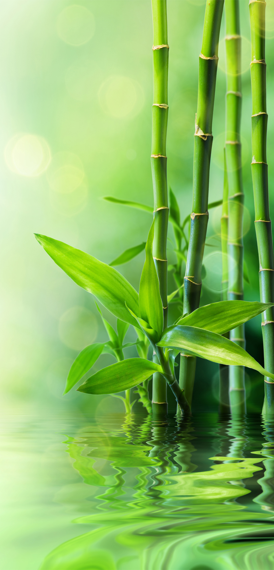splashback - grüner Bambus im Wasser - preloading