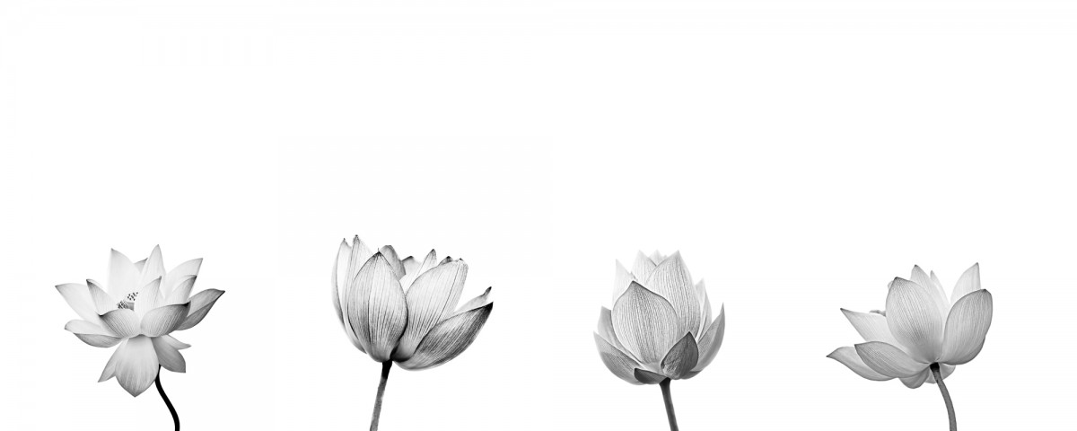Lotosblume hellgrau - individuelle Grafikdarstellung möglich - preloading