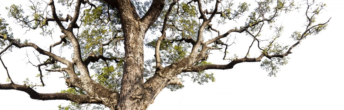 der Baum  - preloading